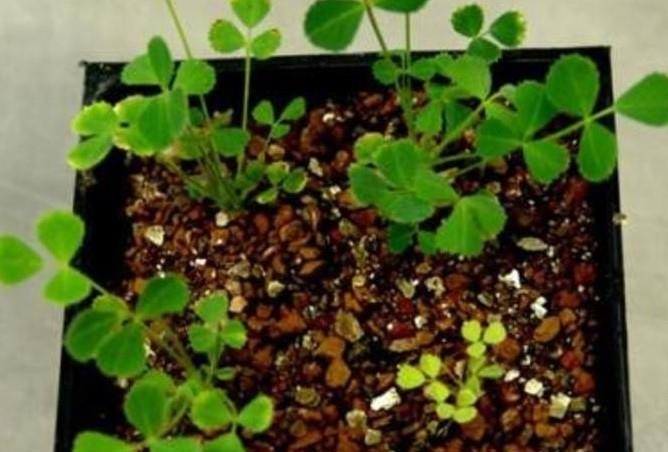 UK Research Reveals Way To Improve Nitrogen Production In Legumes